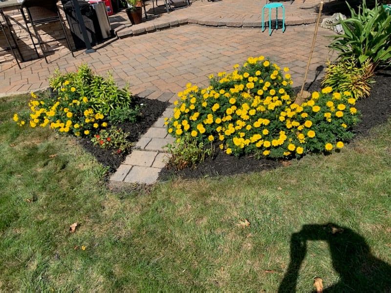 Yellow marigold beds along a paver walkway